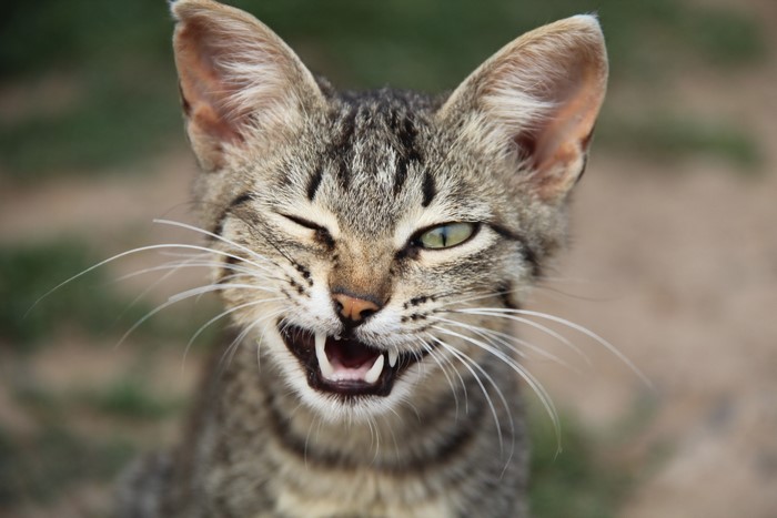 Close-up of a tabby cat winking and yawning