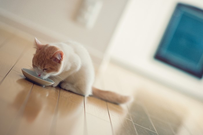 A cat drinks from a bowl