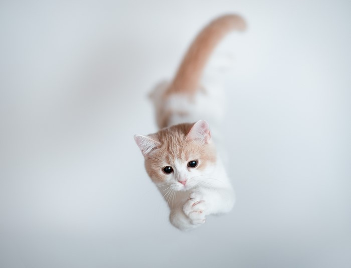 A cute bicolor cat with orange and white fur