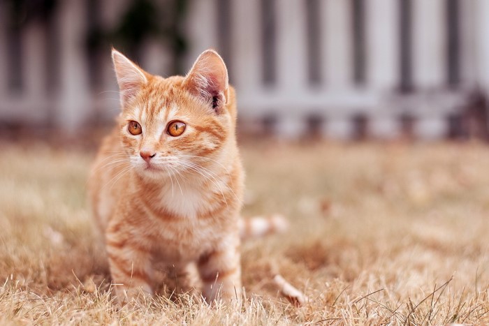 Orange tabby kitten sitting in dry grass