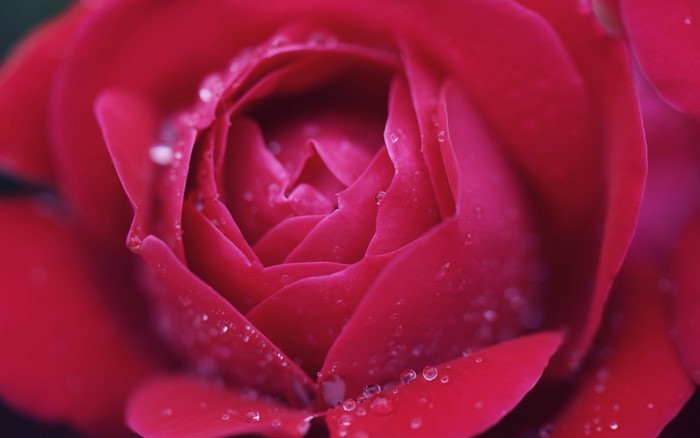 Close-up of a red rose with water droplets