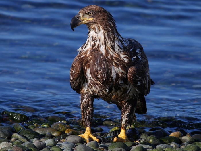 Juvenile Bald Eagle on a Rocky Shore