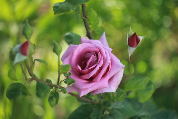 Pink rose with buds