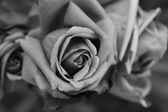 Close-up of a black and white rose
