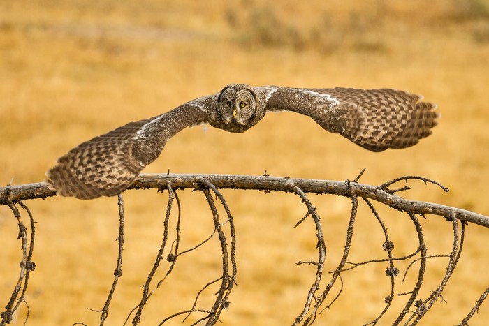 Great Gray Owl in flight over a branch