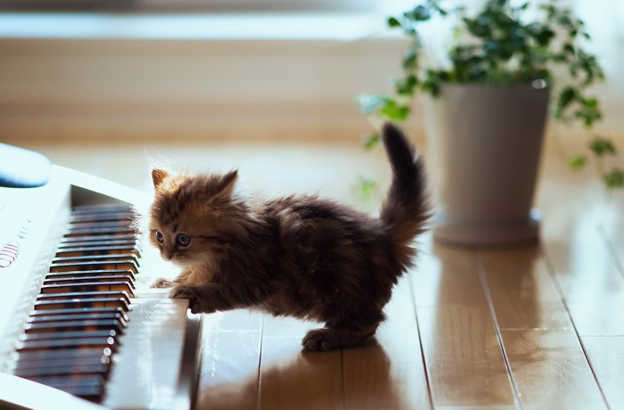 Kitten playing on a piano keyboard
