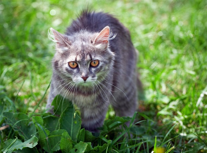 A frightened grey tabby cat in grass