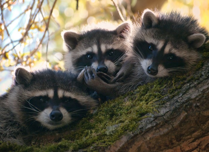 Three baby raccoons in a tree
