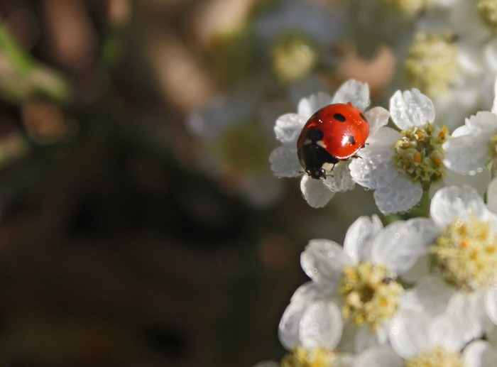 Ladybug on a white flower