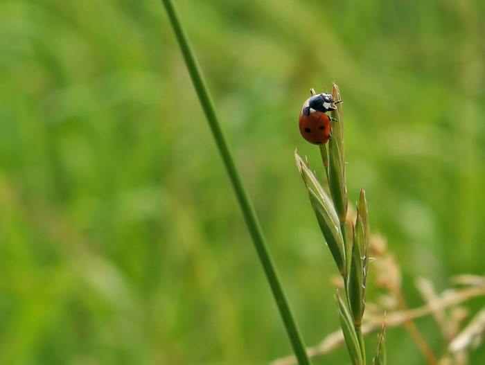 Ladybug on a blade of grass