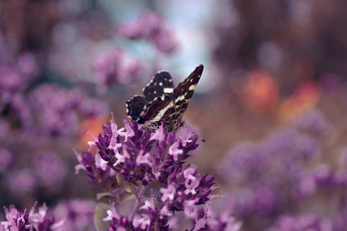 Butterfly on purple flowers