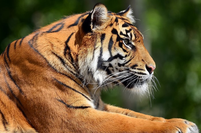 Tiger lying down in profile