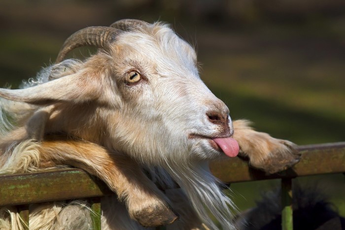 Goat sticking its tongue out over a fence