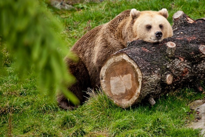 Brown bear resting on a log