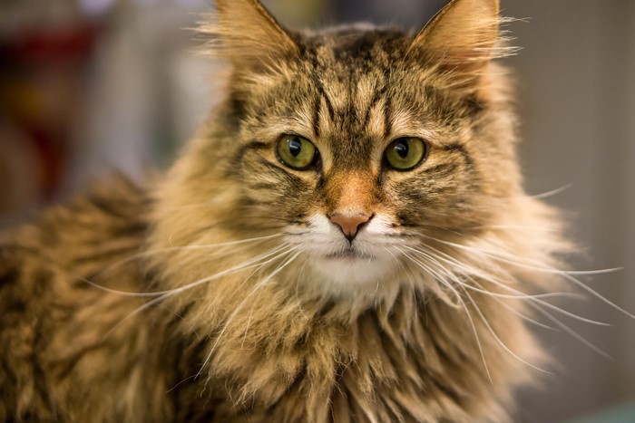 Close-up of a fluffy tabby cat