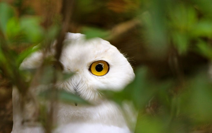 Close-up of a white owl's face with yellow eyes