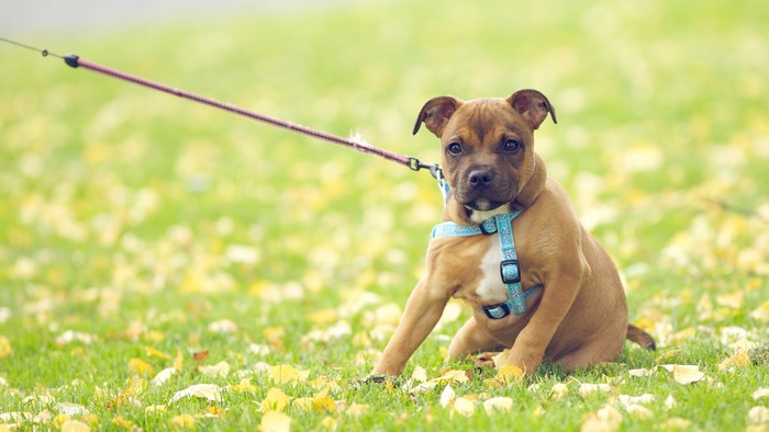 Puppy on a leash in a grassy field