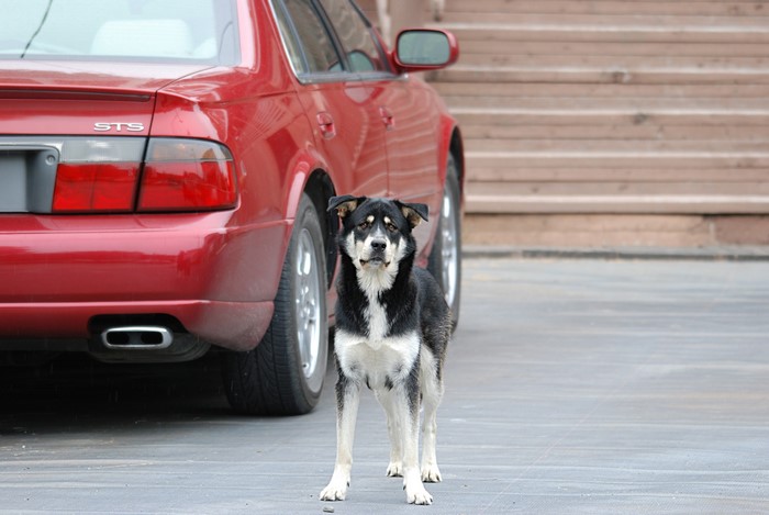 Dog standing next to a red car