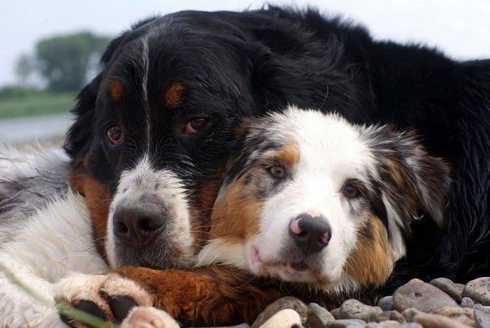 Two dogs, Bernese Mountain Dog and Australian Shepherd, cuddling