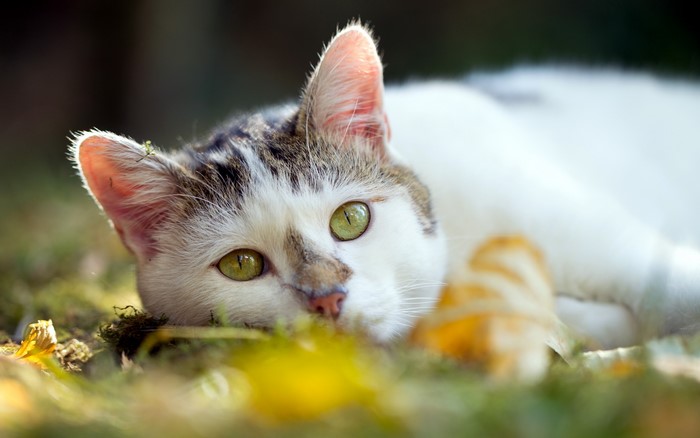 A cat lying in the grass