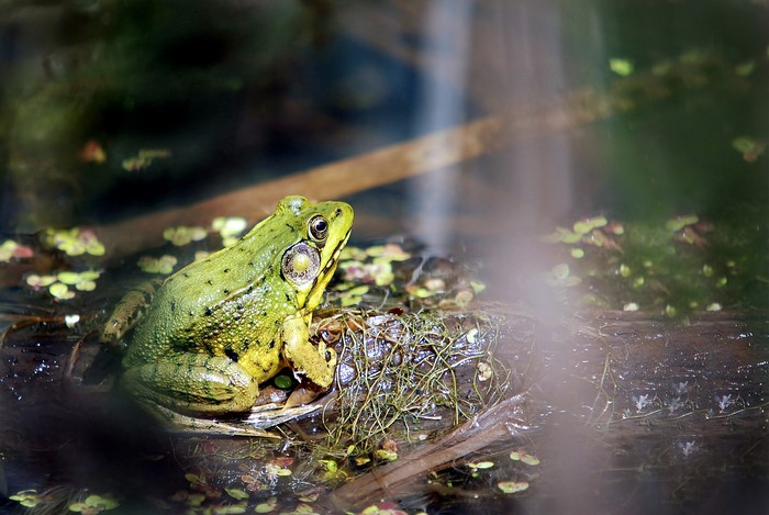 Green frog sitting on a log in a pond