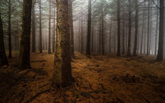 Misty forest with tall trees and brown ground