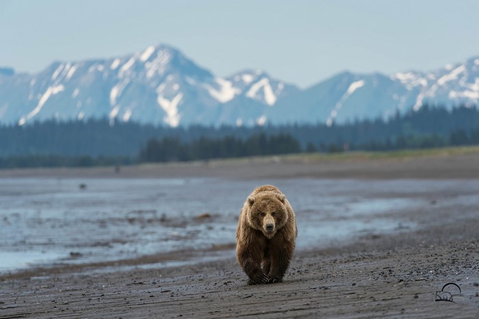 Brown bear walking on a beach with mountains in the background