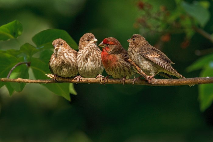Four finches perched on a branch