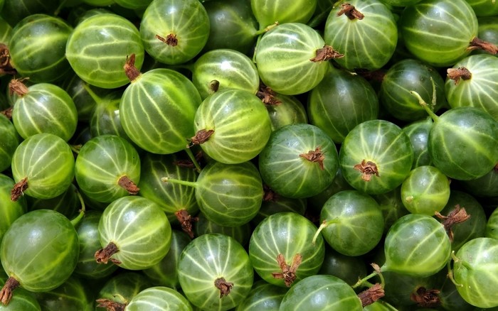 Pile of green gooseberries