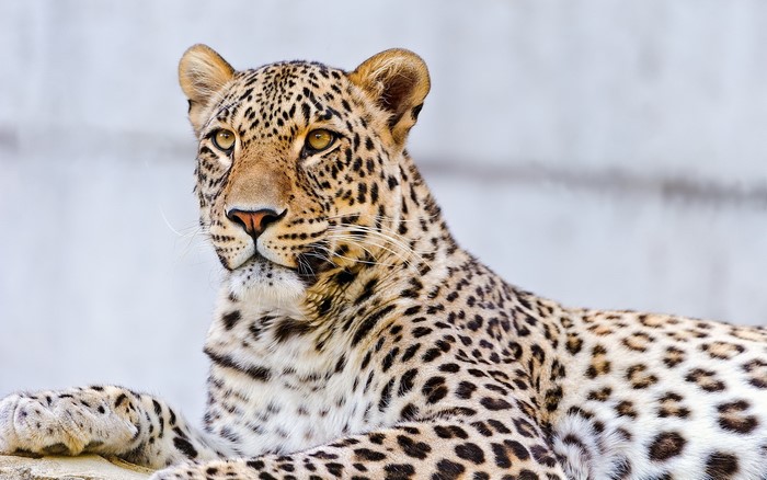 Leopard resting on a rock