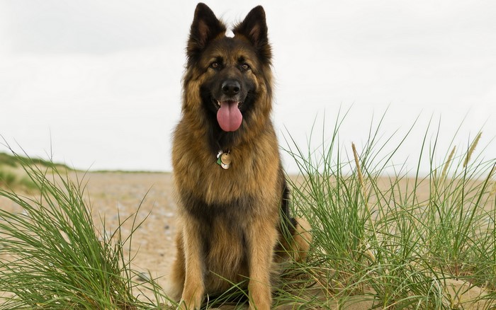 German Shepherd dog sitting on a beach
