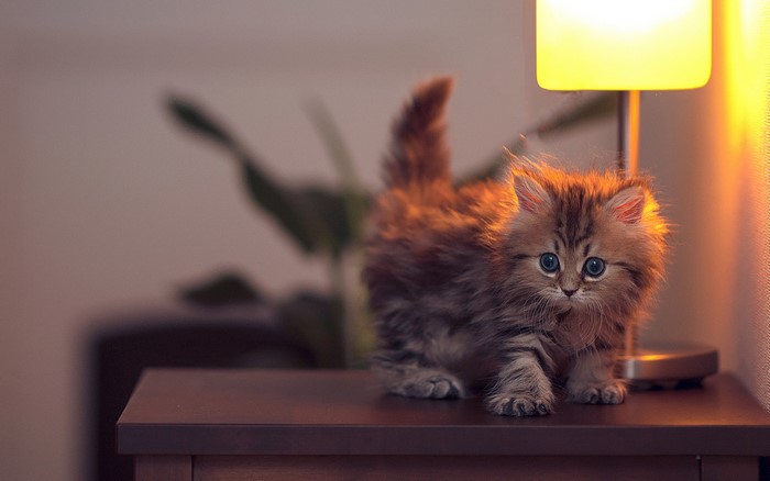 Fluffy kitten with blue eyes on a table