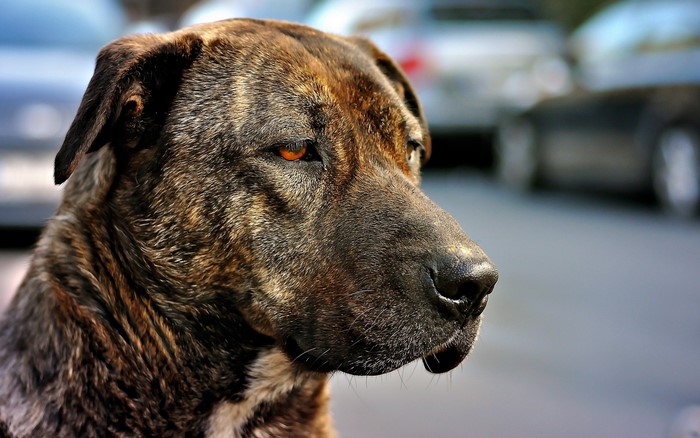 Brindle dog with orange eyes in profile