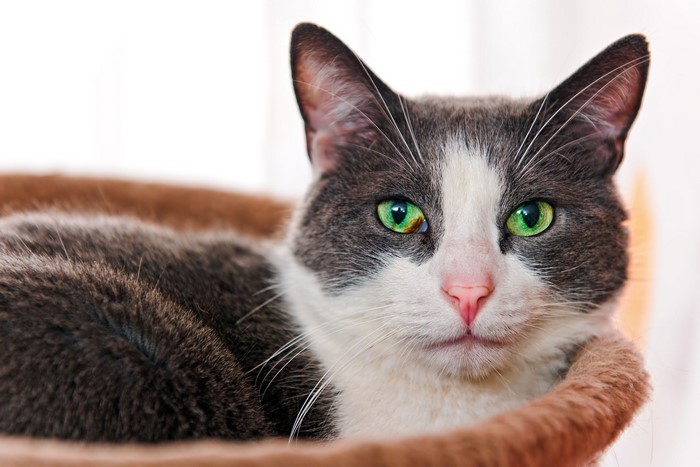 4K Cat