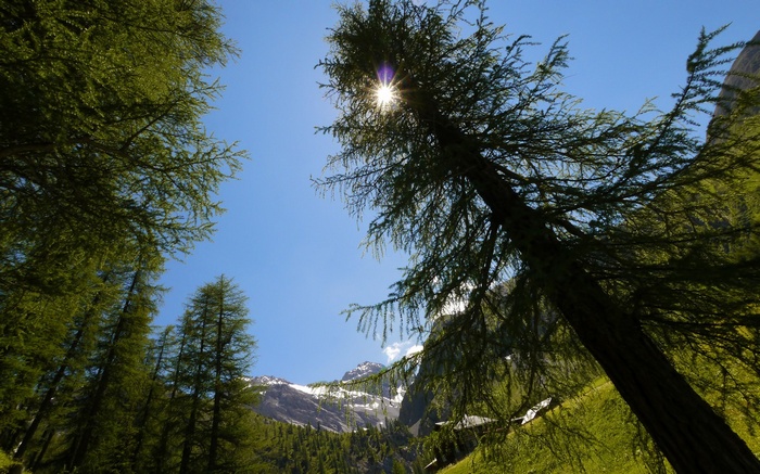 Sun shining through trees in a mountain landscape