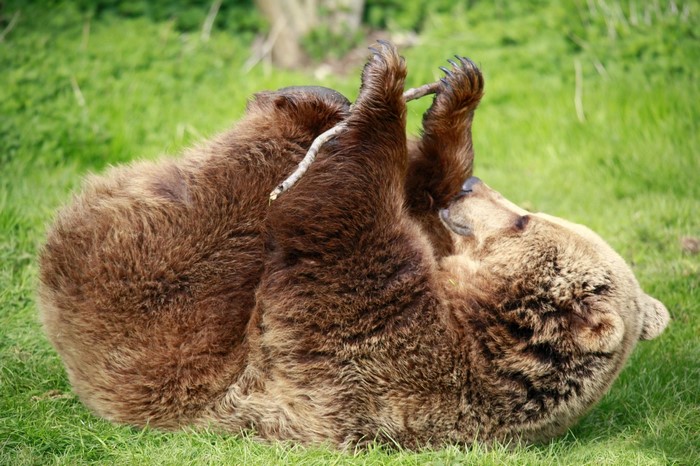 Two brown bears playing with a stick on grass