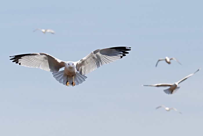 Four Gulls Flying in the Sky