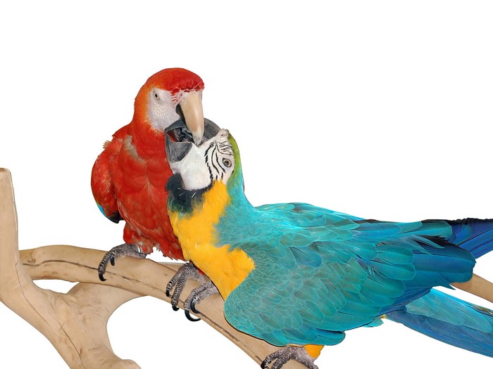 Two macaws perched on a branch