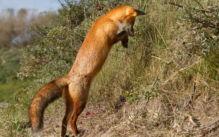 Red fox jumping in tall grass