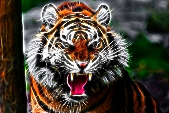 Tiger roaring with mouth open and sharp teeth
