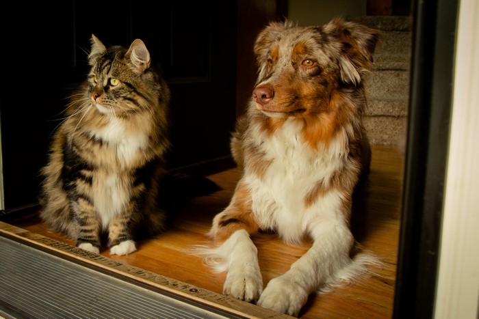 Cat and Australian Shepherd dog looking out a doorway