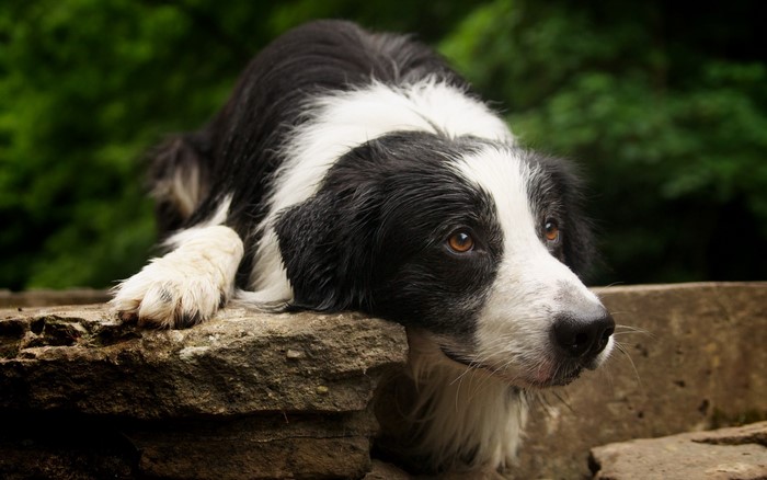 Border Collie dog resting on rocks