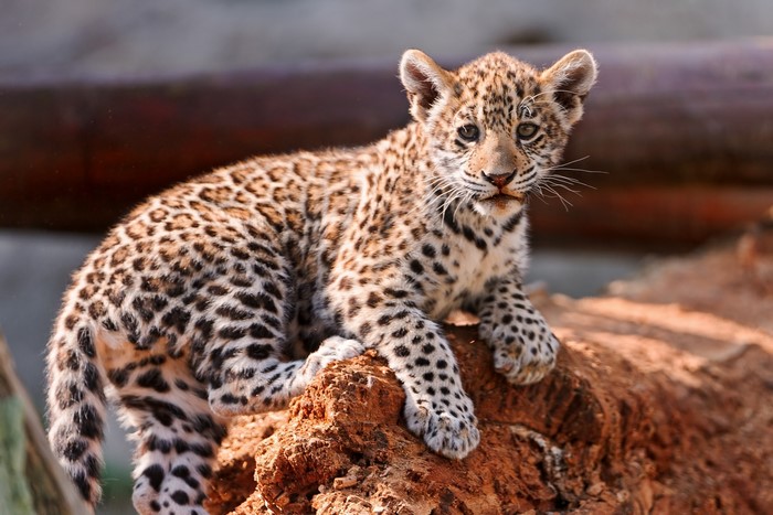 Leopard cub resting on a log