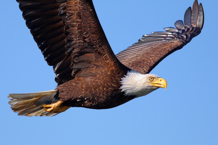 Bald Eagle in flight against a blue sky
