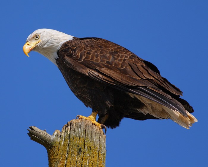 Bald eagle perched on a wooden post