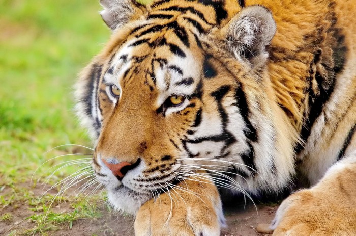 Tiger lying down in grass