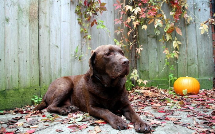 Chocolate Labrador Retriever dog lying down with pumpkin