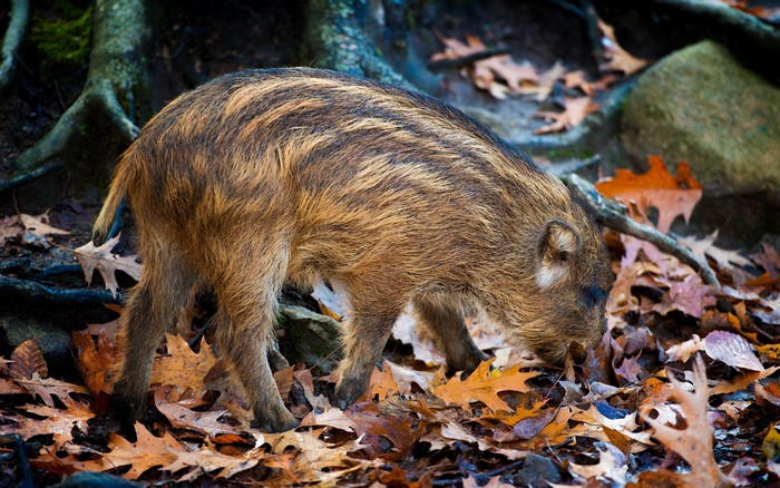 Wild Boar Piglet Foraging in Autumn Leaves