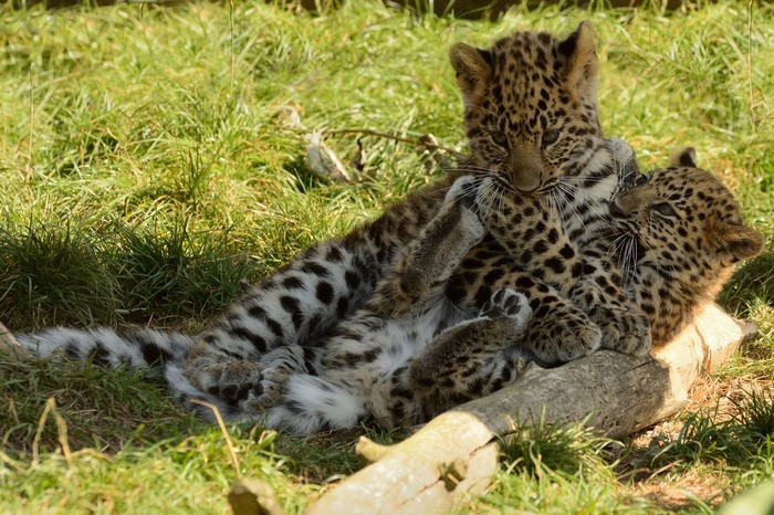 Two leopard cubs playing on grass