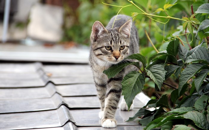 A tabby cat walks on a roof near plants